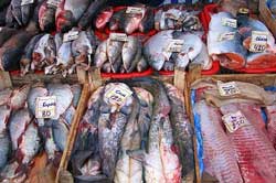  Один з найбільш необхідних продуктів на продовольчому ринку Полтавщини - <b>риба</b> 