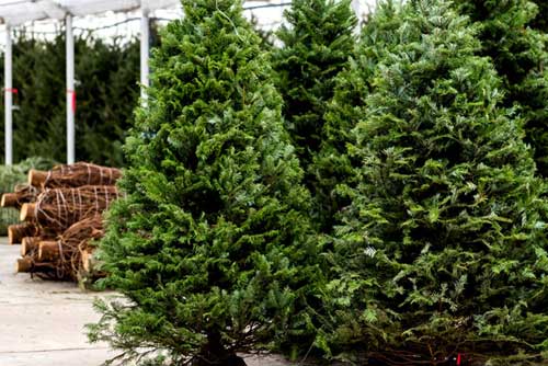 Выберите ёлочку заранее, чтобы не носиться по рынку 31 декабря!