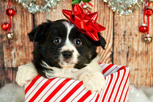 Питомец требует большой ответственности, но и радости принесет немало!