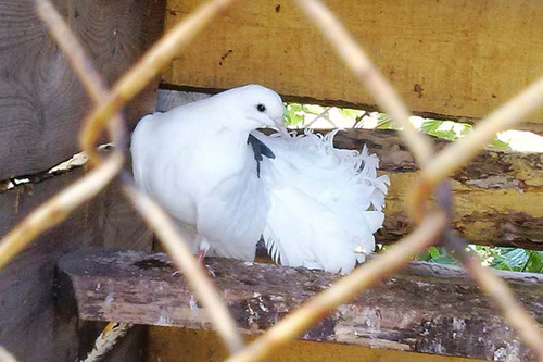 Тарасівська школа, табір "Веселка" 2017