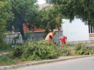 Чистка дерев, обпилювання кущів та чагарників в Гребінці