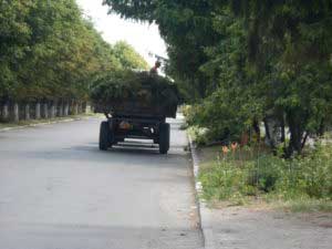 Вивезення сміття та спиляного гілля – (вул. Євгена Гребінки, вул. Магі