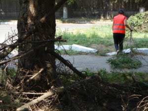 Чистка дерев, обпилювання кущів та чагарників в Гребінці