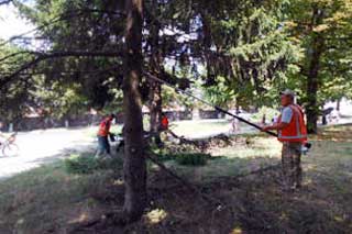 Чистка дерев, обпилювання кущів та чагарників в Гребінці