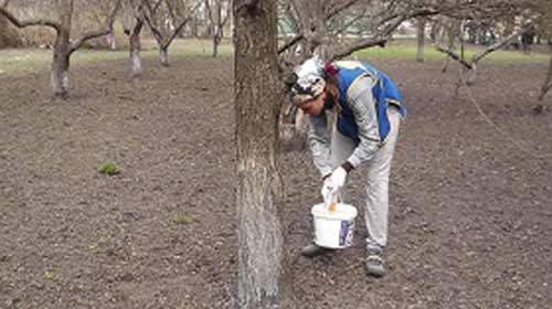 заходи з благоустрою та озеленення