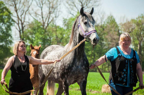 У Дібрівці відсвяткували сто тридцятиріччя кінного заводу