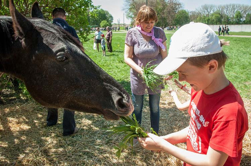 У Дібрівці відсвяткували сто тридцятиріччя кінного заводу