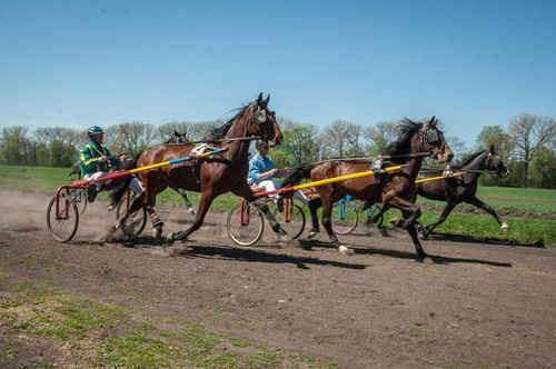 У Дібрівці відсвяткували сто тридцятиріччя кінного заводу