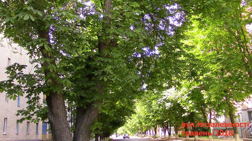 Роздуми – «Які красиві каштани!»