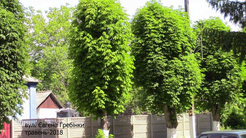 Роздуми – «Які красиві каштани!»