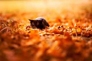 Що четвертого жовтня обіцяє благополуччя і багато грошей та до чого тут чорний кіт