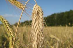  Азаров вимагає оптимізувати ринок зерна 