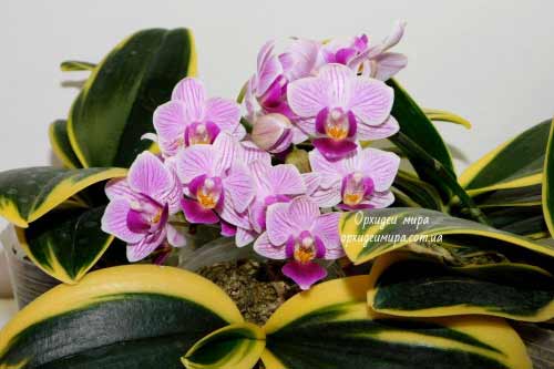 Как выбрать орхидею в подарок?