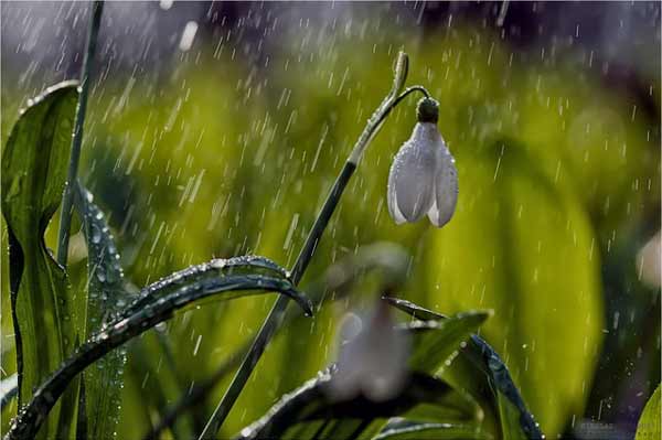 Дощі сьогодні йтимуть по всій Полтавщині Дощі сьогодні йтимуть по всій Полтавщині