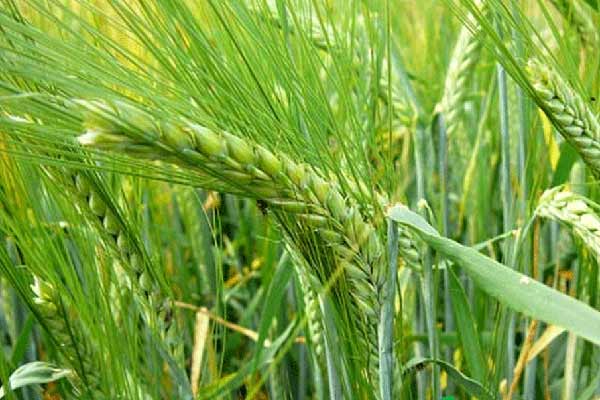 Купуємо насіння озимого ячменю: насіння посівного ячменю Купуємо насіння озимого ячменю: насіння посівного ячменю