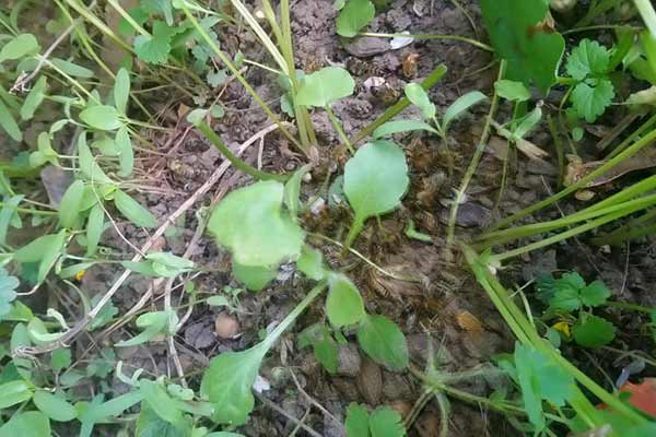 Пасічники пообіцяли спалити поля фермерам, які труять бджіл