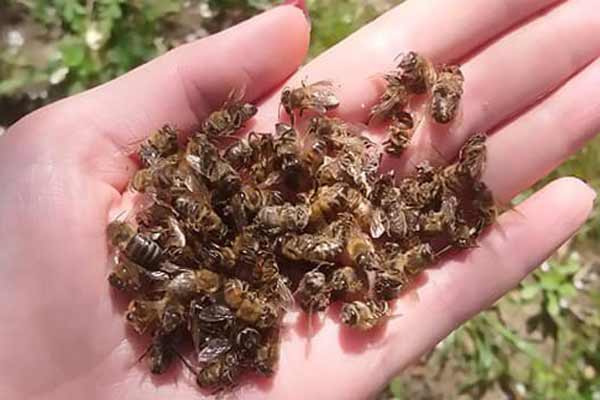Пасічники пообіцяли спалити поля фермерам, які труять бджіл