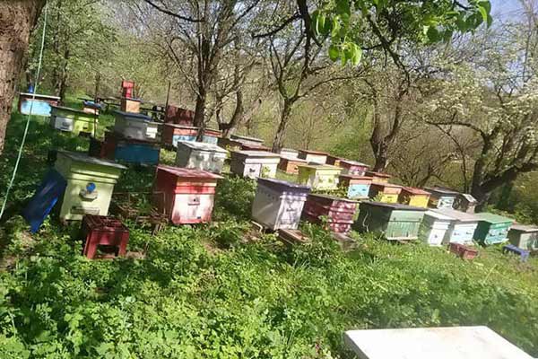 Пасічники пообіцяли спалити поля фермерам, які труять бджіл