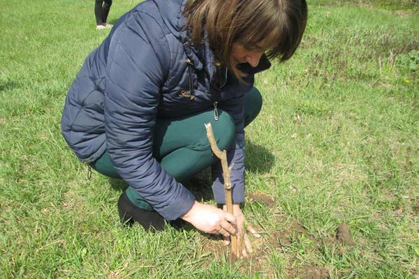 Тривають роботи по благоустрою та прибиранню пришкільних територій