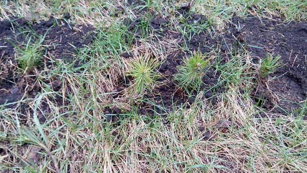 Тривають роботи по благоустрою та прибиранню пришкільних територій