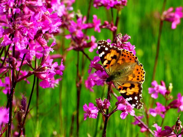 На Полтавщині сфотографували величезні рожеві поля