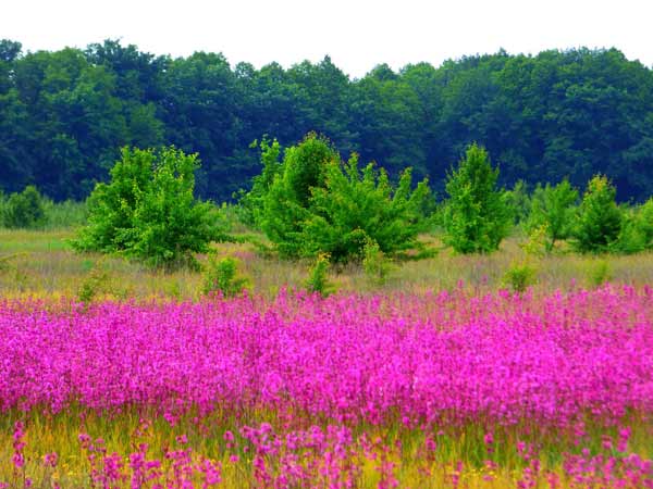 На Полтавщині сфотографували величезні рожеві поля