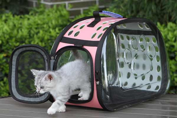 Транспортировка животных в общественном транспорте: как выбрать перено