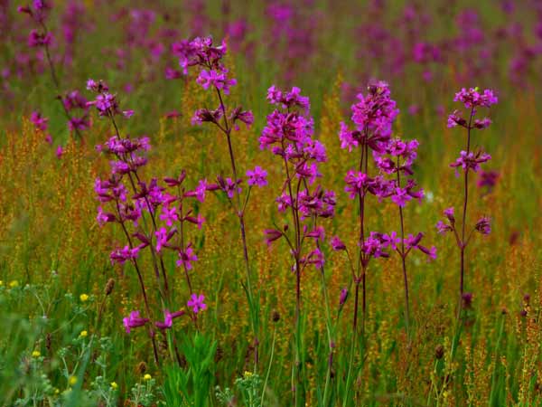 На Полтавщині сфотографували величезні рожеві поля