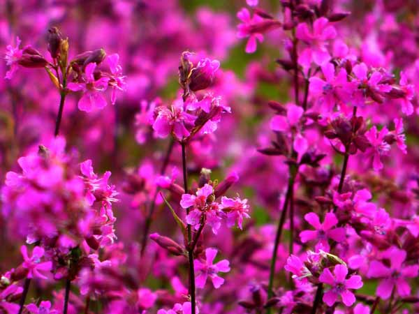 На Полтавщині сфотографували величезні рожеві поля