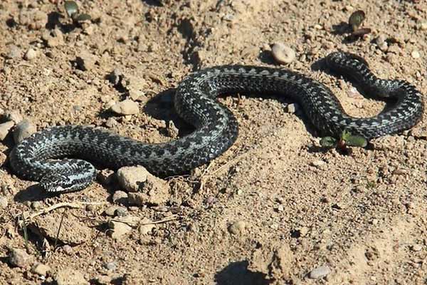 Змії: як вберегтися та що робити у разі укусу