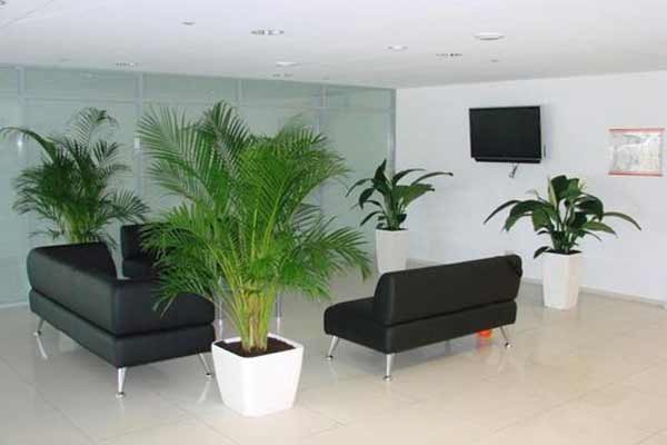 Замовити декоративні рослини в свій офіс