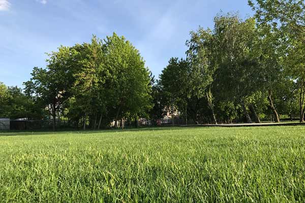 Городской рулонный газон Городской рулонный газон