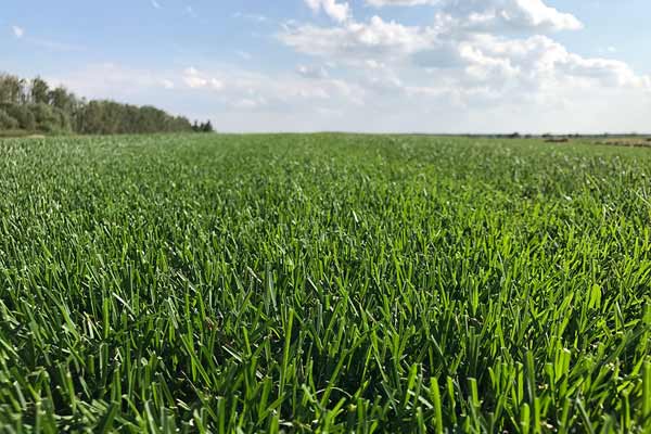 Городской рулонный газон Городской рулонный газон