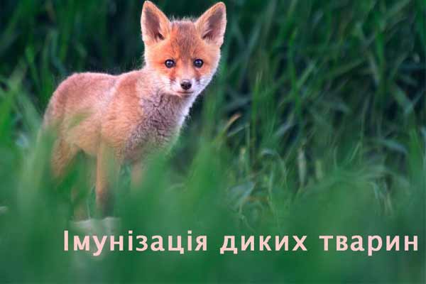 Імунізація диких тварин Імунізація диких тварин