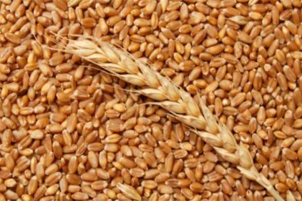 продать ячмень в порт