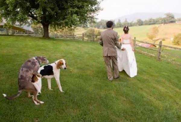 Курьезные свадебные снимки Курьезные свадебные снимки