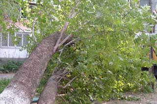 В Полтавской области упавшие деревья придавили двоих рабочих