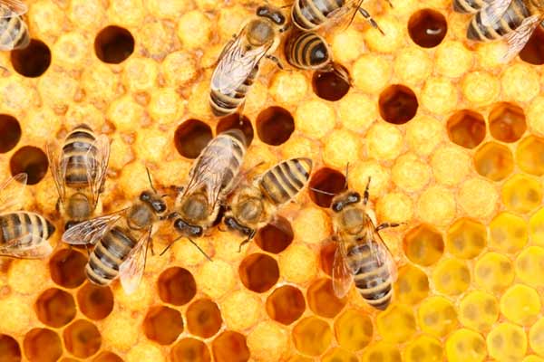 Різновиди бджіл