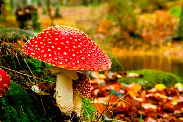  Отруєння дикорослими <b>грибами</b>: правила їх збирання та перша допомога при отруєнні 