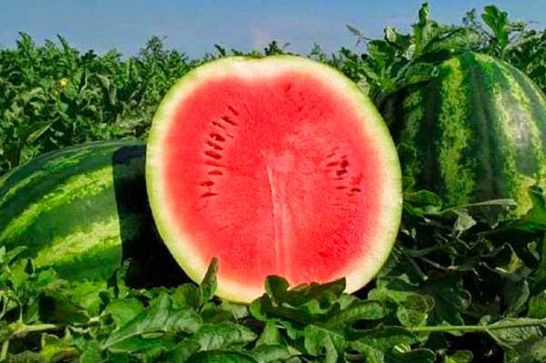Як правильно вибрати кавуни найстигліші і найсолодші Як правильно вибрати кавуни найстигліші і найсолодші