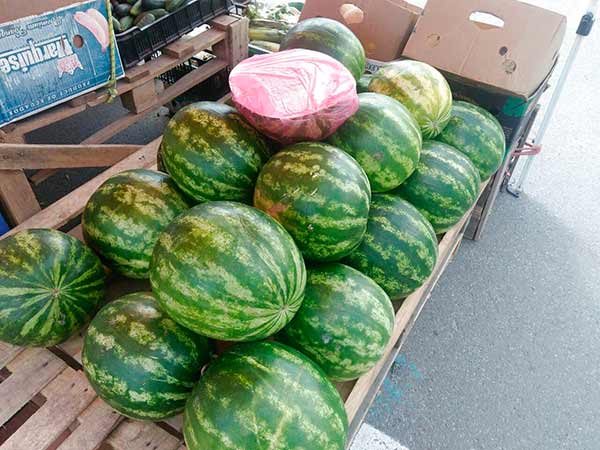 Як правильно вибрати кавуни найстигліші і найсолодші Як правильно вибрати кавуни найстигліші і найсолодші