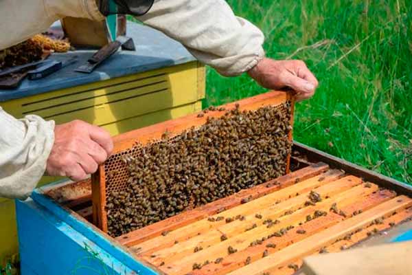 Дотація за бджолосім’ї