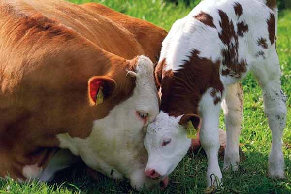  Дотація за утримання корів 