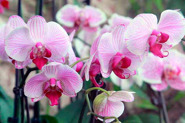 Заказать орхидеи с доставкой в ​​Харькове