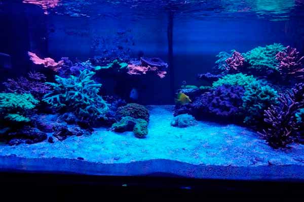 Использование метиленового синего для лечения рыбы