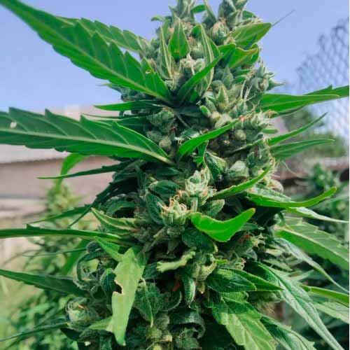 Где купить семена Auto Opium Exclusive Где купить семена Auto Opium Exclusive