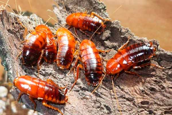  Как избавиться от тараканов и муравьев дома 