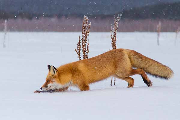 Как охотятся лисы?