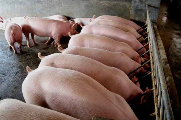 Как увеличить объемы производства в отрасли свиноводства?