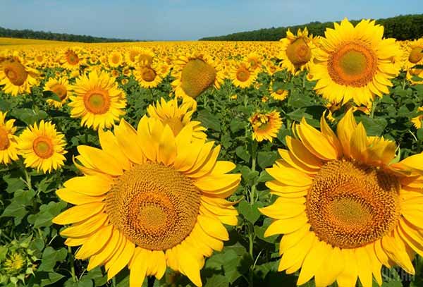 Міжнародний день соняшника